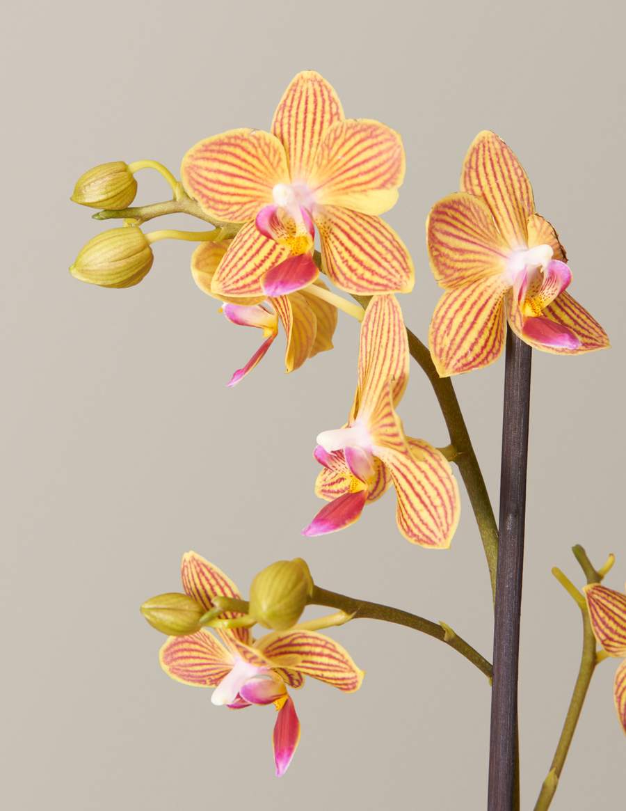 Fuchsia Orchid